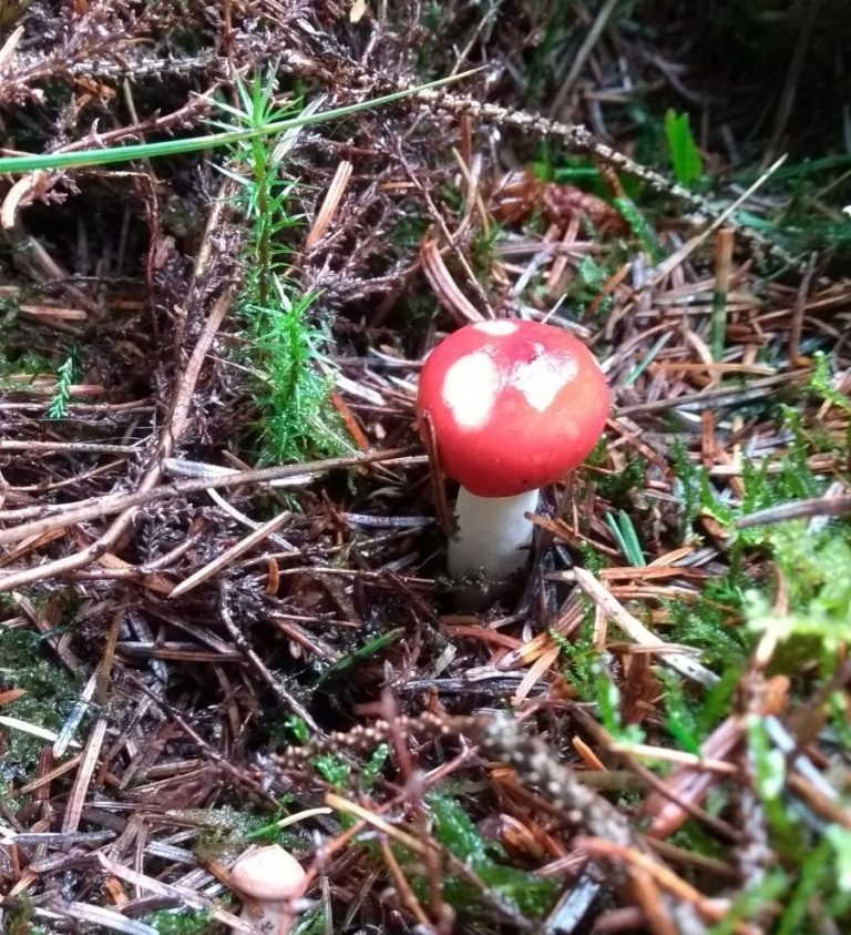 Why the reindeer loves its mushrooms The Cairngorm Reindeer Herd