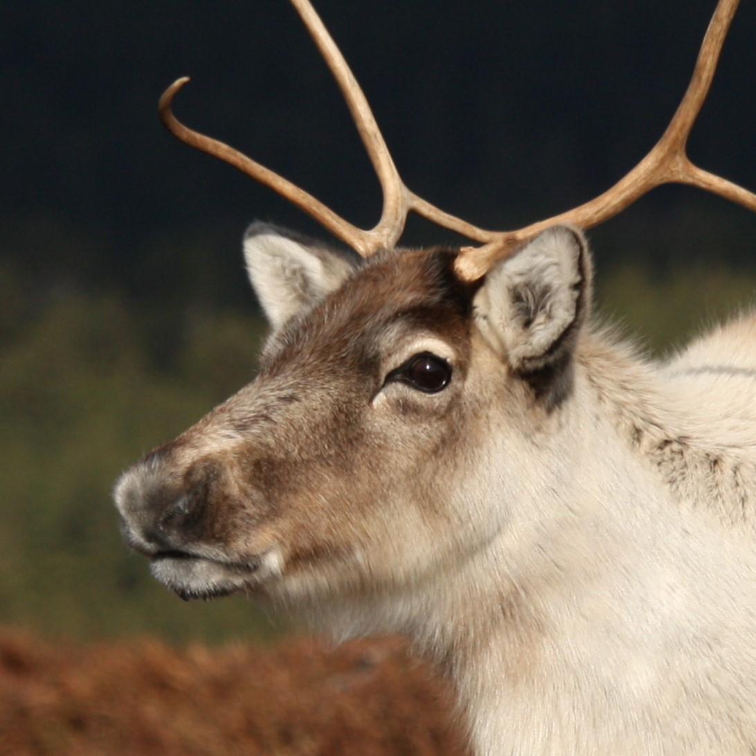 Adopt The Cairngorm Reindeer Herd