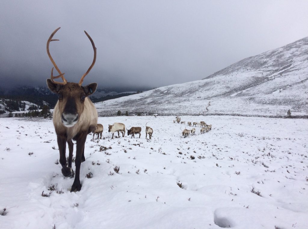 Antlers for sale The Cairngorm Reindeer Herd