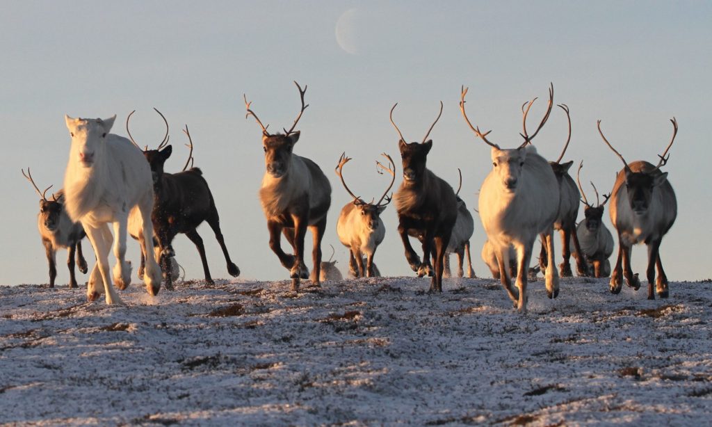 how-long-do-reindeer-live-the-cairngorm-reindeer-herd