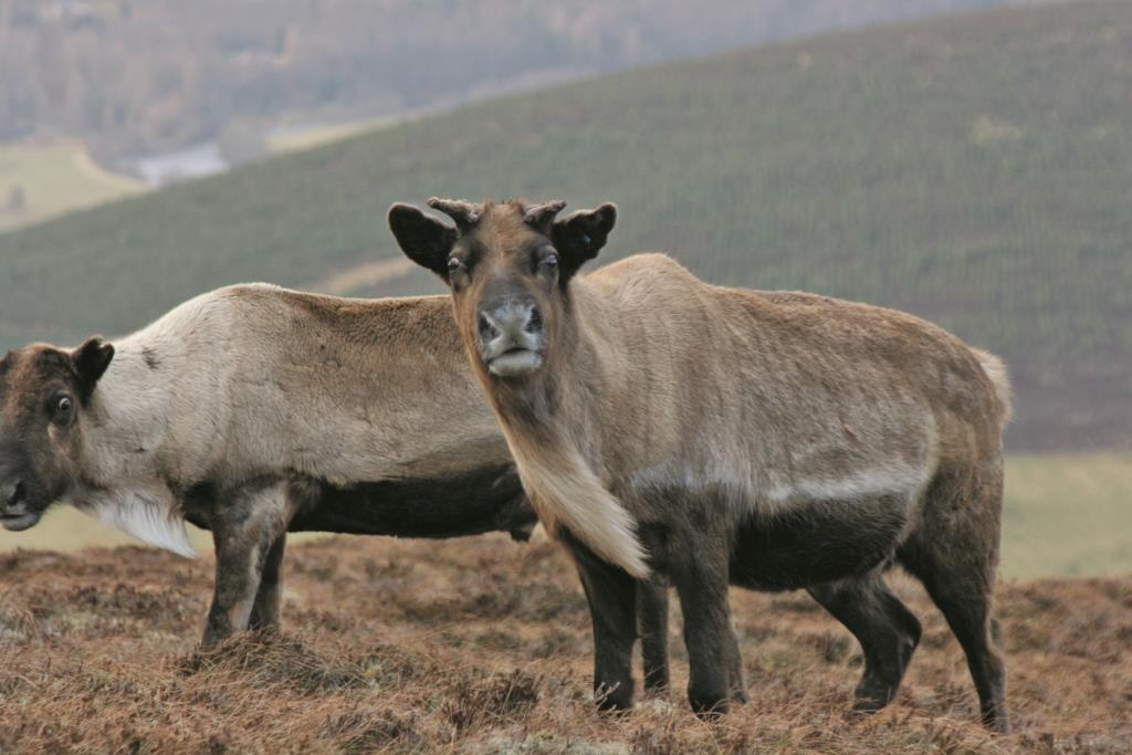 How long do reindeer live? The Cairngorm Reindeer Herd