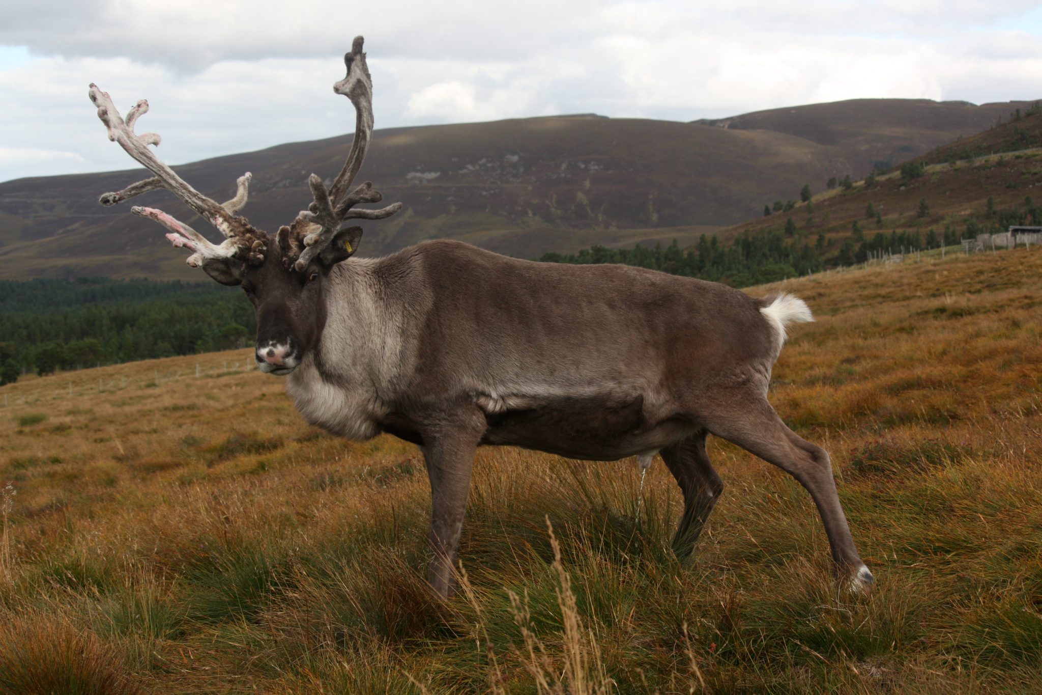 moulting The Cairngorm Reindeer Herd