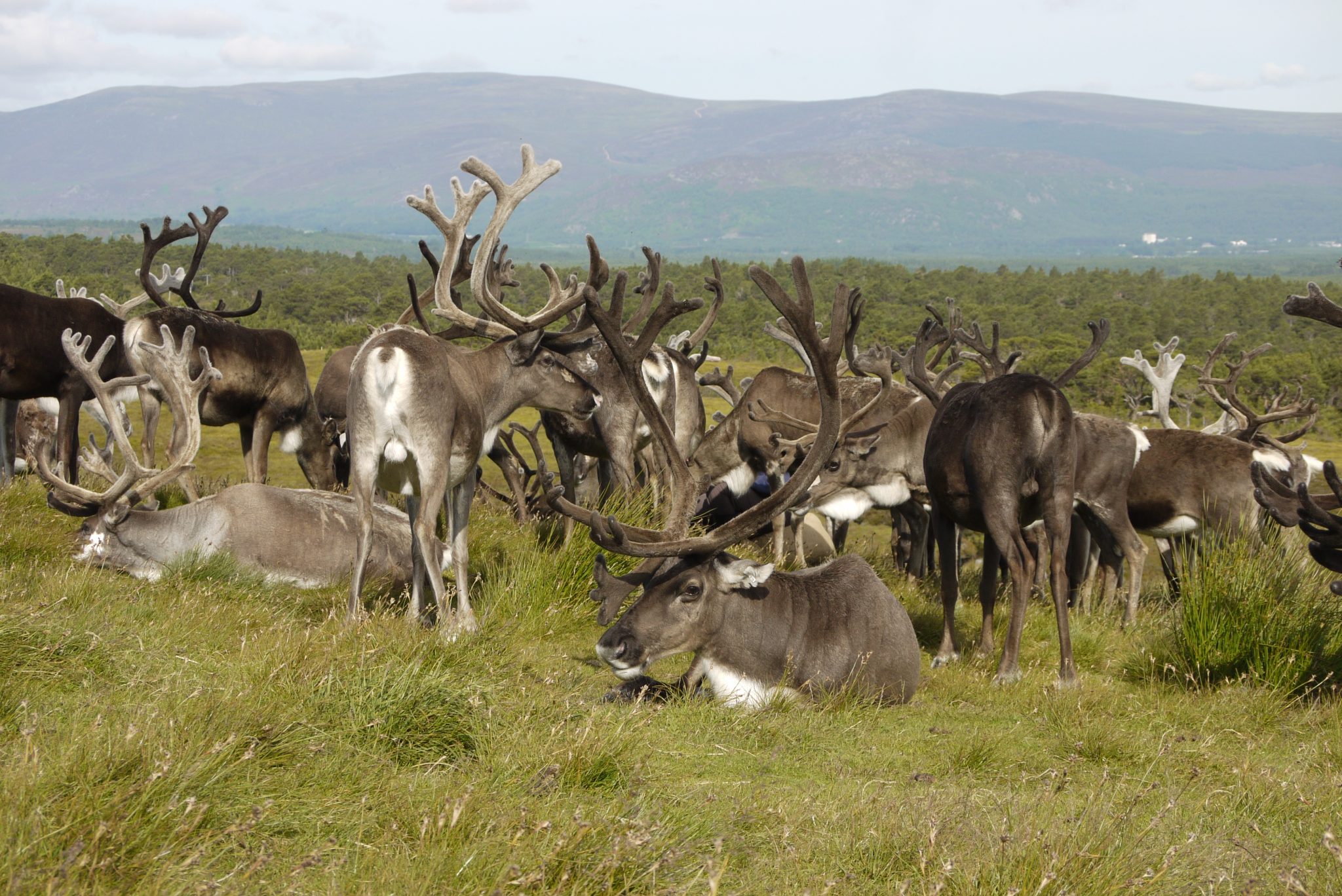 moulting The Cairngorm Reindeer Herd