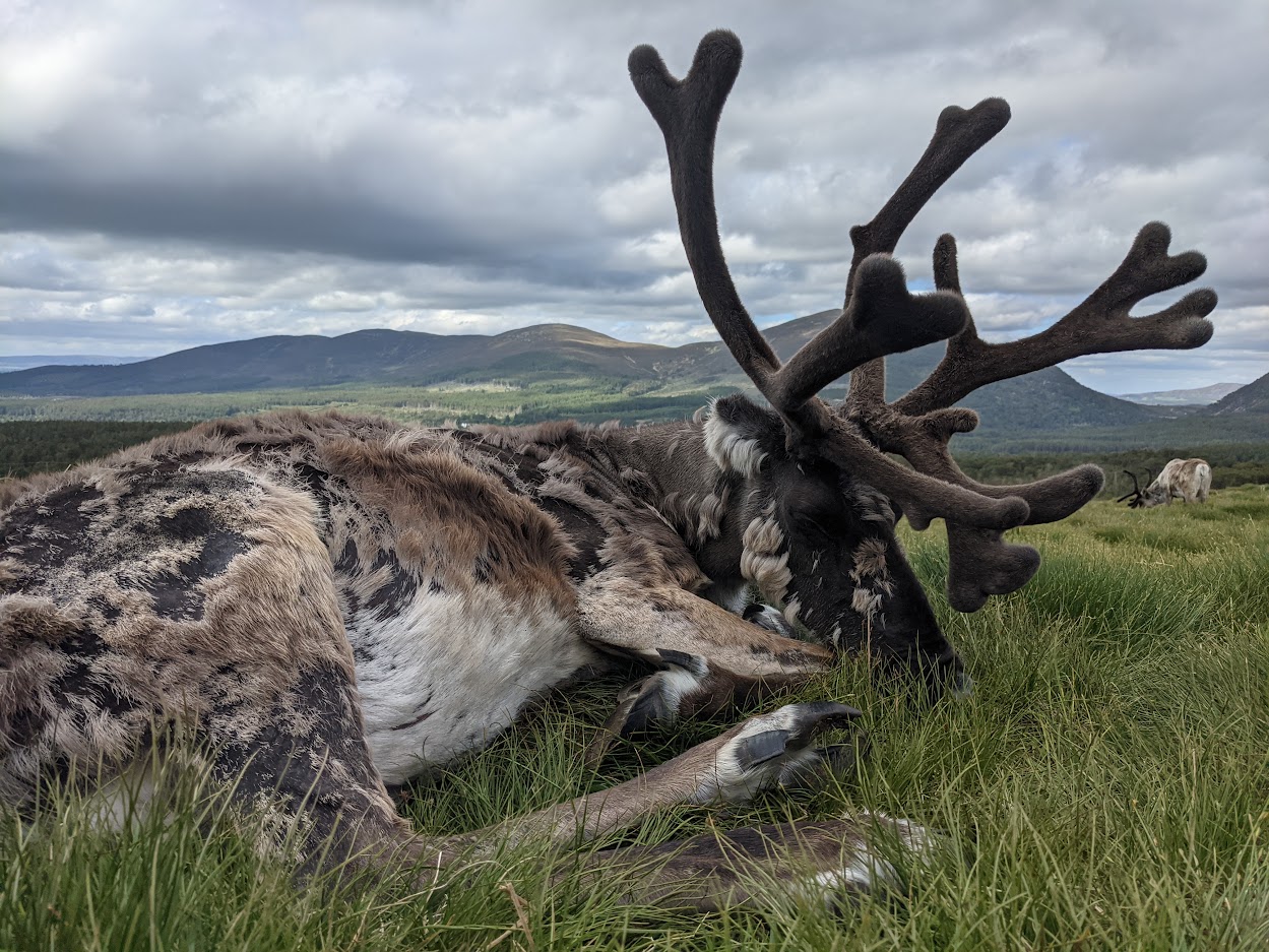 Sleeping Reindeer – The Cairngorm Reindeer Herd