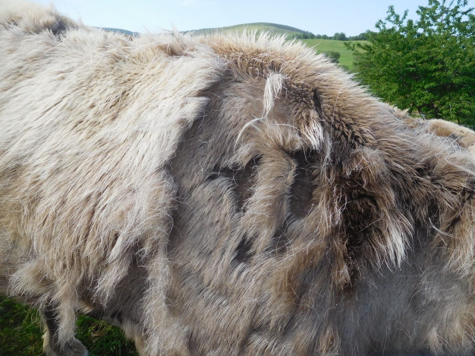moulting The Cairngorm Reindeer Herd