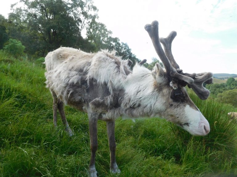 moulting The Cairngorm Reindeer Herd