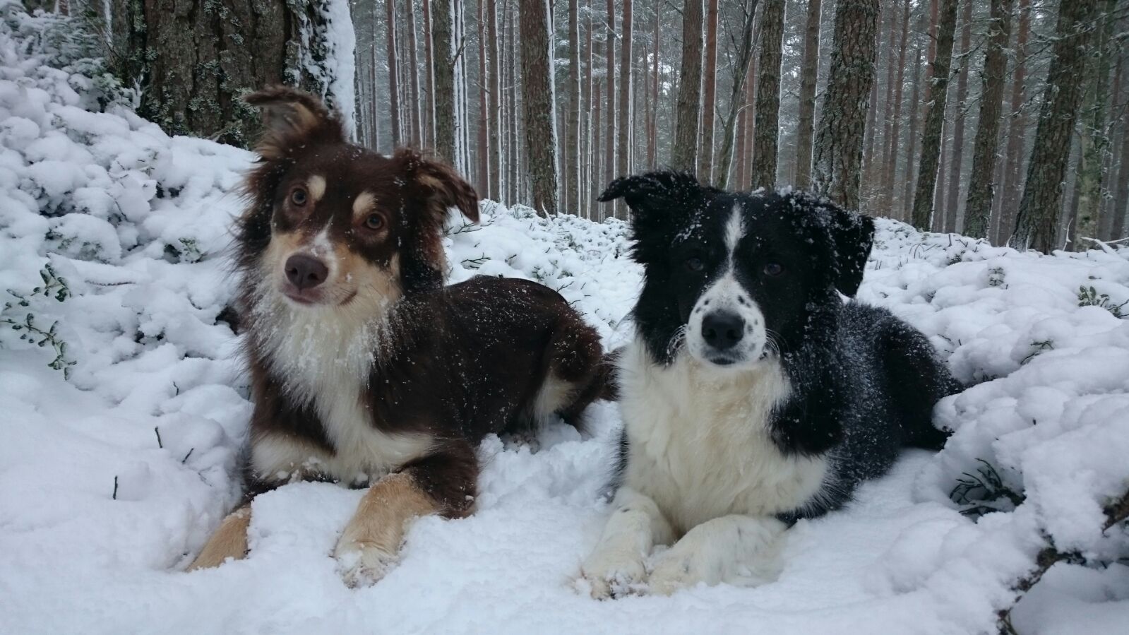 Sookie Obituary - The Cairngorm Reindeer Herd