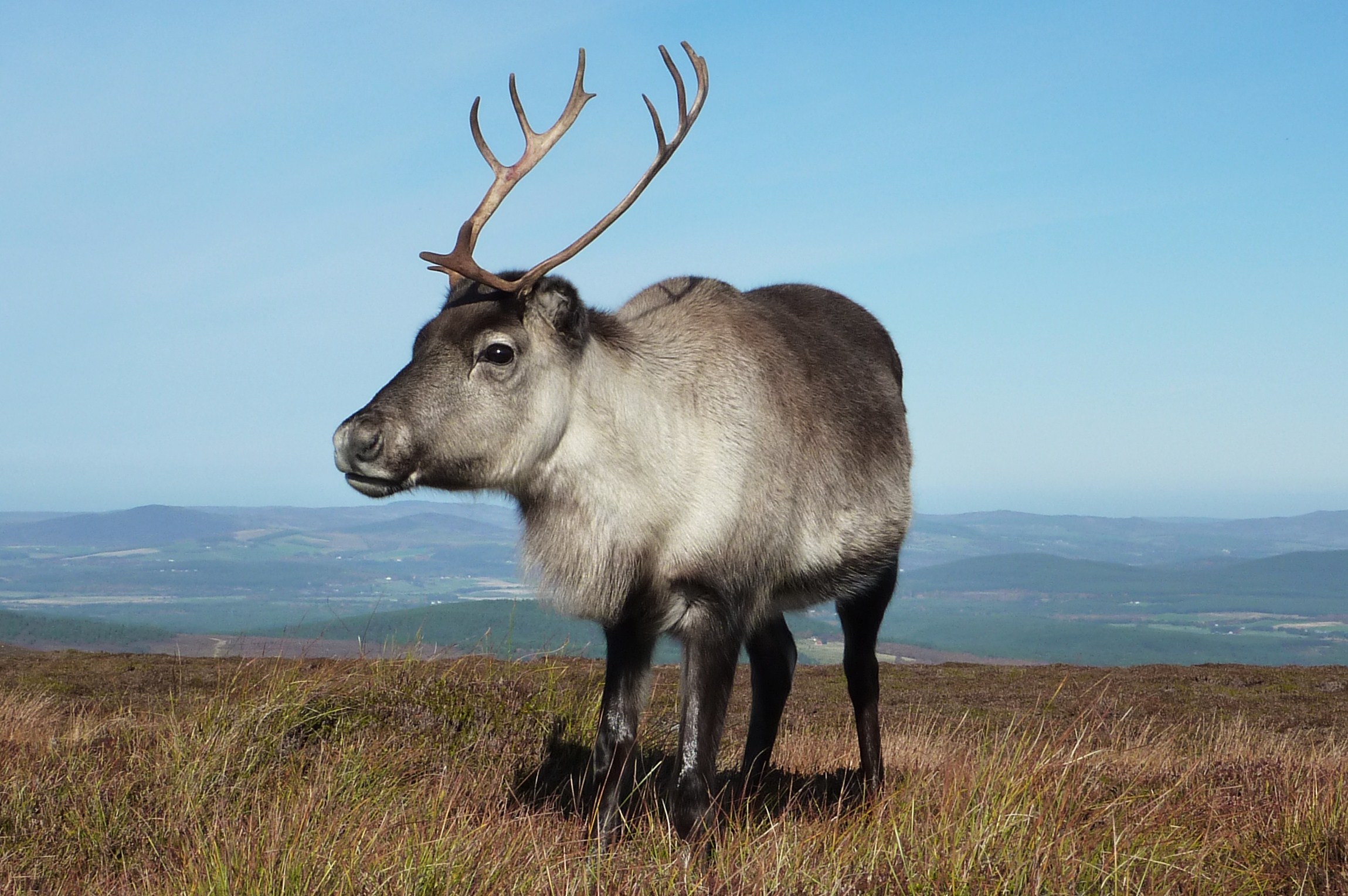 Antler Shapes The Cairngorm Reindeer Herd antler-shapes-the-cairngorm-reindeer-herd
