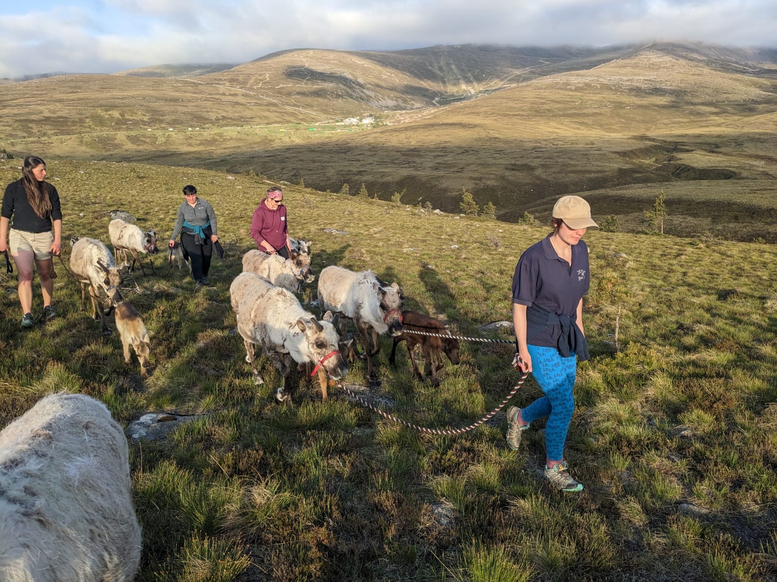 Kate’s journey to full time herding - The Cairngorm Reindeer Herd